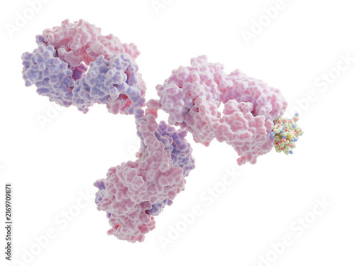 Quadro su tela Therapeutic monoclonal antibody binding to collagen type VI alpha 3 (COL6A3)