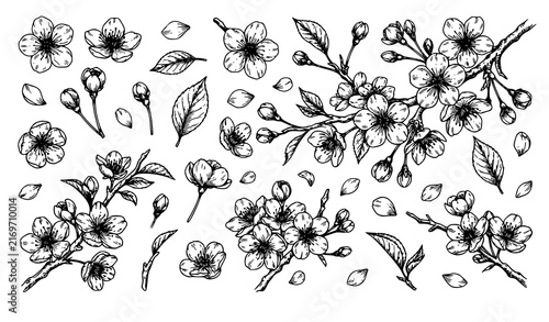 Hand drawn sakura cherry blossom flowers black ink line vector illustration set