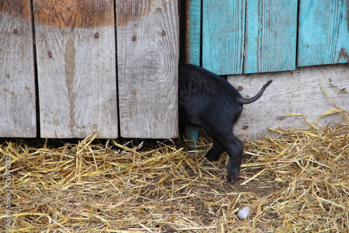 Funny back view of small black piglet squeezing into wooden barn
