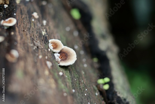 Canvastavla Cream bracket mushrooms sprouting from decaying bark on forest tree, Thailand