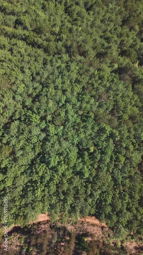 Aerial Drone View of Vibrant Green Eucalyptus Forest Canopy