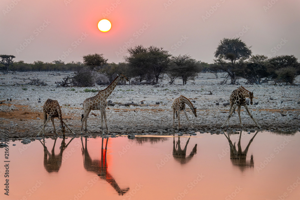 Fototapeta premium Giraffes at Okaukuejo waterhole in Etosha National Park at sunset, water reflections, wildlife safari and game drive in Namibia, Africa