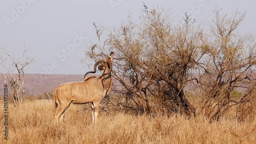 Greater kudu eating leaves from a tree in Kruger National Park, South Africa, African wildlife safari