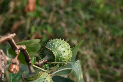 Foto Datura plant fruits