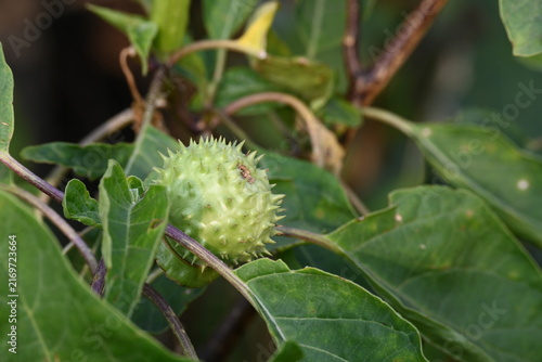 Foto Datura plant fruits