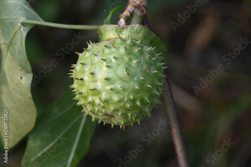 Bild auf Leinwand Datura plant fruits