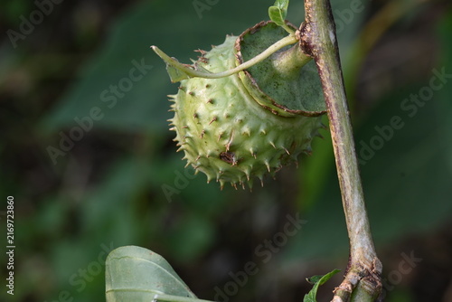 Quadro su tela Datura plant fruits