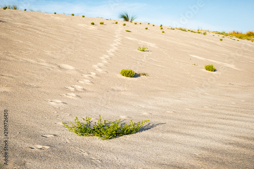 Sand dune