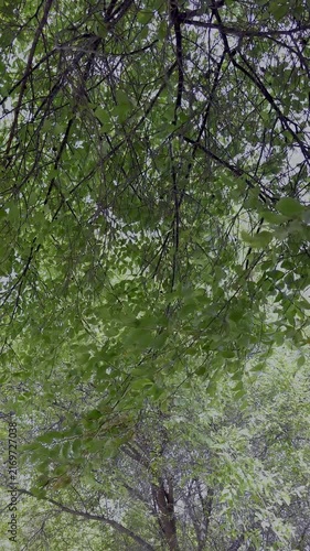 Tree against blue sky. leaves and branch movement from wind. sun rays gently gleam through Green leaves. A sunny day. Bottom view
