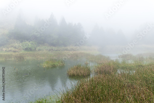 Foggy misty wetland pond and trees in taiwan