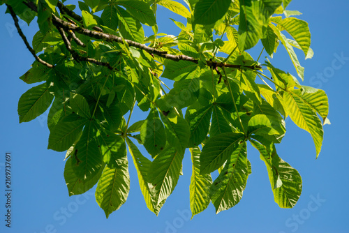 Foto Horse Chestnut Branches in Bright Afternoon Sun