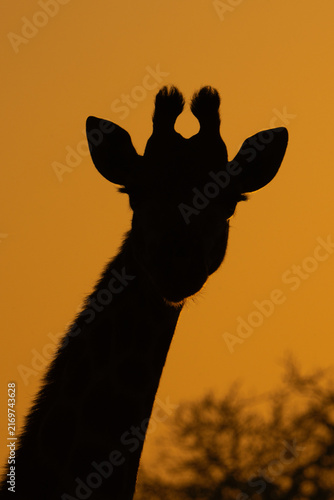 Photography Beautiful silhouette of a giraffe during sunrise with an orange sky as background, Kruger Park