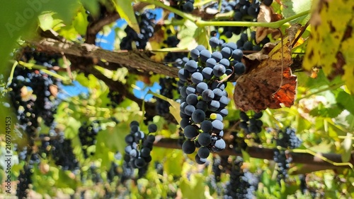 Canvastavla isabella grape grapes ripe in august green and yellow leaves