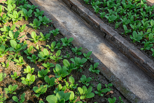 Konstfotografi Sustainable Urban Farming Vegetable Bed with Green Bok Choy Brassica Rapa Plants