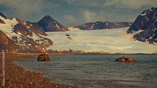 Photography Several walruses resting along the shoreline and shallow water of a gravel beach