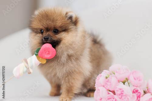  Fluffy Pomeranian puppy with roses