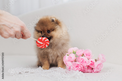  Fluffy Pomeranian puppy with roses