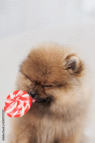 Cute Pomeranian puppy licking lollipop
