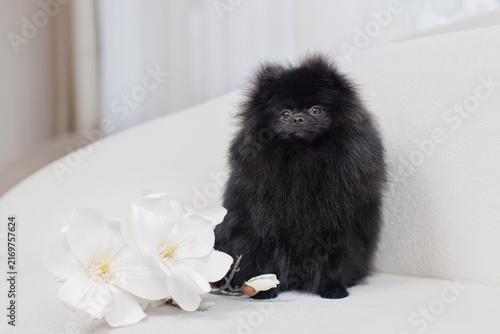 Black Pomeranian puppy with flowers