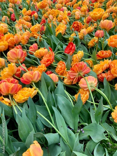 Foto red and yellow tulips in Keukenhof park Netherlands