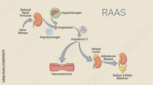 Educational Diagram of the Renin Angiotensin Aldosterone System RAAS