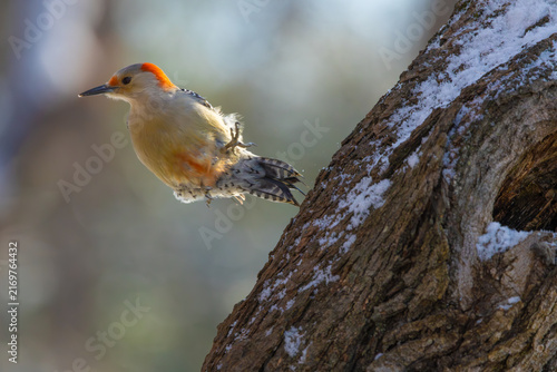 Cuadro en lienzo Red-bellied woodpecker taking off. Central New Jersey, USA.