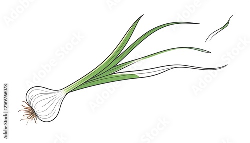 Fresh green asparagus spears on white background.