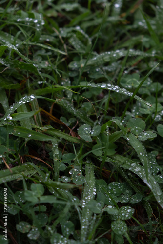 Foto Water drops on fresh green grass and clover leaves macro selective focus