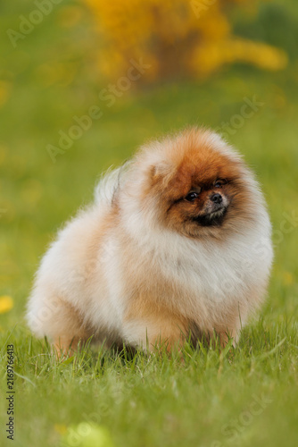 Cute Pomeranian puppy in grass