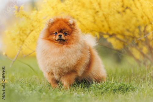 Orange Pomeranian dog in garden
