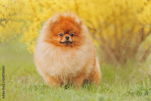 Orange Pomeranian dog in garden