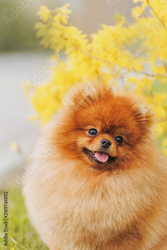 Orange Pomeranian dog in garden