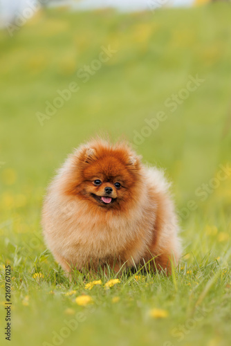 Orange Pomeranian dog in garden
