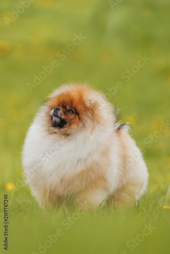 Cute Pomeranian puppy in grass