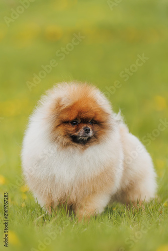 Cute Pomeranian puppy in grass