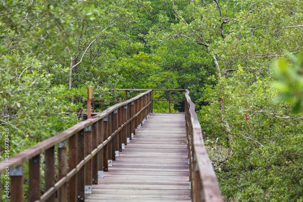 Fototapeta premium Tourism infrastructure in Sarawak, Malaysia. Hiking trail boardwalk in mangrove area in Bako National Park in Borneo, Malaysia.