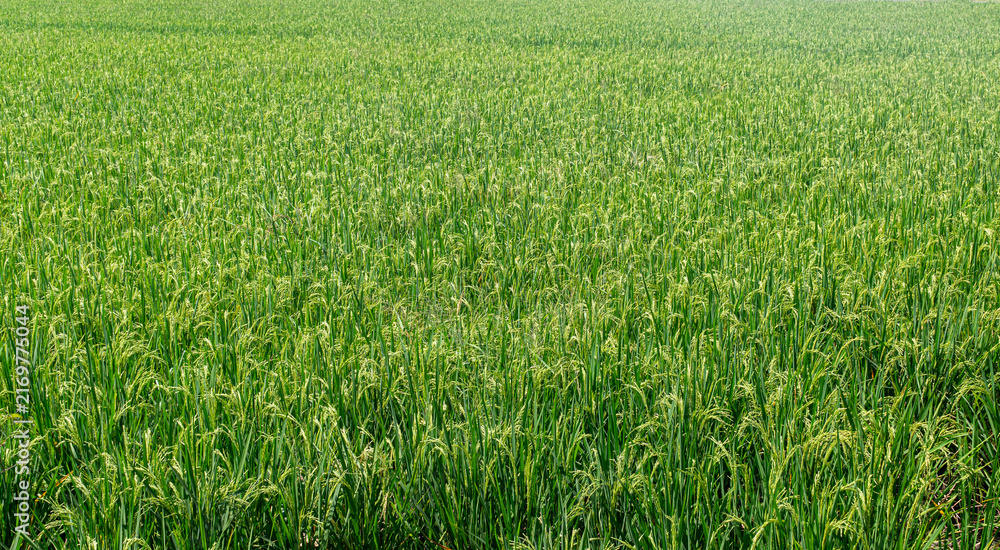 Fototapeta premium Lush Green Rice Oryza Sativa Field Crop Plantation for Organic Agriculture