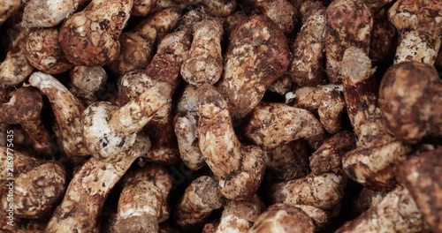 Wild Tricholoma matsutake mushroom in China