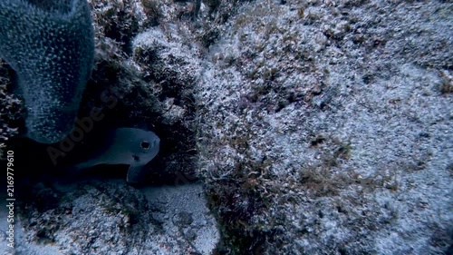 Marine Life and Ocean: 4K Underwater Video of a School of Brown Chromis Swimming Over a Coral Reef in Key Largo, Florida