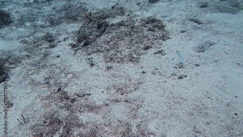 Marine Life and Ocean: 4K Underwater Video of a Yellowhead Jawfish Hovering Above Its Sandy Burrow in Key Largo, Florida
