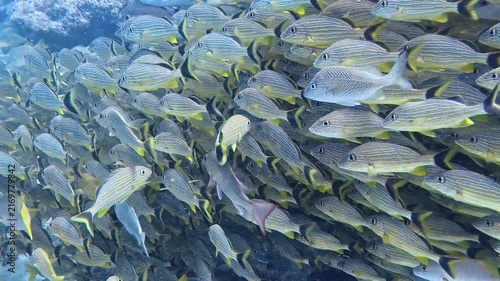 Marine Life and Ocean: 4K Underwater Video of a Large School of Bluestriped Grunts Swimming Along Coral Reef in Key Largo, Florida