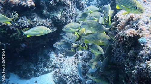 Marine Life and Ocean: 4K Underwater Video of a Large School of Bluestriped Grunts Swimming Along Coral Reef in Key Largo, Florida