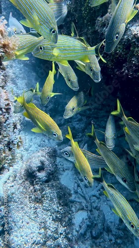 Marine Life and Ocean: Vertical Video of Bluestriped Grunts Swimming Around Coral Reef in Key Largo, Florida