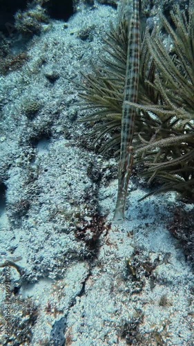 Marine Life and Ocean: Slender Trumpetfish Camouflaged Among Coral Reef and Sea Fans in Key Largo, Florida
