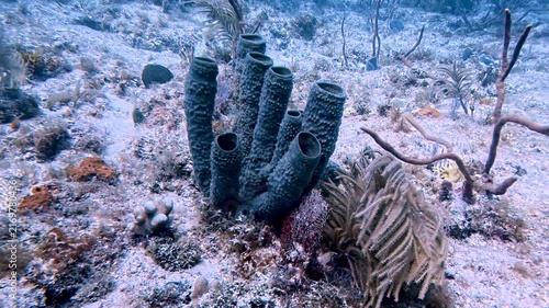 Marine Life and Ocean: Sponges and Soft Corals Swaying in the Gentle Ocean Current on a Coral Reef in Key Largo, Florida