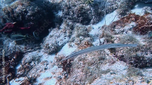 Marine Life and Ocean: 4K Underwater Video of a Slender Trumpetfish Swimming Near Coral Reef in Key Largo, Florida