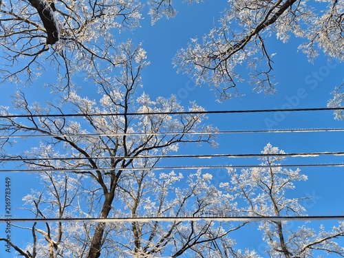 Quadro su tela Looking up at multiple power lines covered in ice after a winter storm