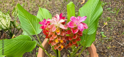 Siam Tulip, or Summer Tulip, has petals shaped like a lotus flower, hence its name 