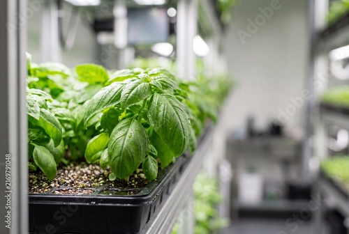 Fresh basil leaves growing in an automated vertical farm