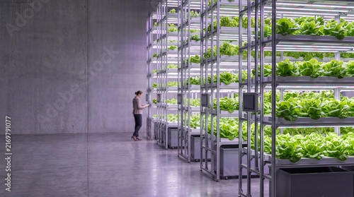 Hydroponic lettuce towers in a modern indoor vertical farm